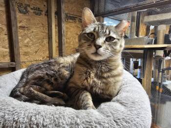 Dotty -  Tabby Cat for Adoption in Richmond, Virginia - Dotty | PetCurious