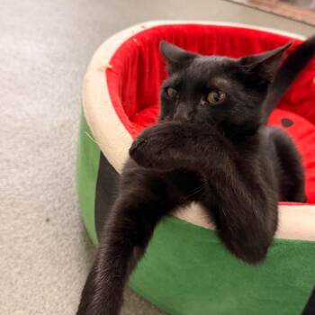 Buddy -  Domestic Short Hair Cat for Adoption in Gainesville, Florida - Buddy | PetCurious