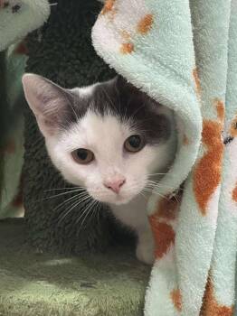 Rescue Domestic Medium Hair Cats for Adoption in Norwich, Connecticut - Thistle | PetCurious