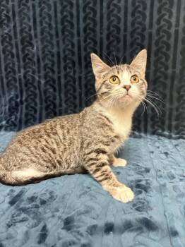 Coco -  Domestic Short Hair Cat for Adoption in Waterloo, Iowa - Coco | PetCurious
