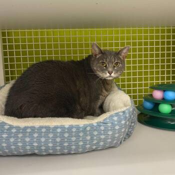 Domestic Short Hair Cats Available for Adoption in Tallahassee, Florida - Dolly | PetCurious