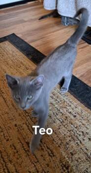Teo -  Domestic Short Hair Cat for Adoption in Plattsburgh, New York - Teo | PetCurious