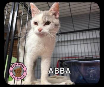 ABBA -  Domestic Short Hair Cat for Adoption in Hershey, Pennsylvania - ABBA | PetCurious