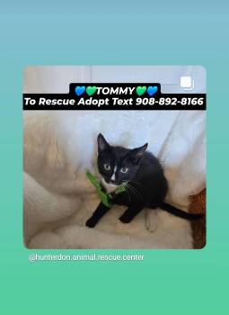 Rescue Domestic Short Hair Cats for Adoption in Bridgewater, New Jersey - TOMMY | PetCurious