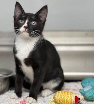 Domestic Short Hair Cats Available for Adoption in Elko, Nevada - 60925160 | PetCurious