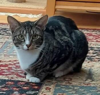 Domestic Short Hair Cats Available for Adoption - Butter Pecan Clarkson | PetCurious