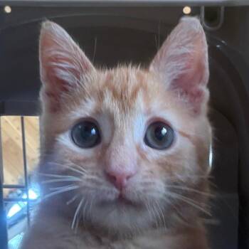 Mcgreggor -  Domestic Short Hair Cat for Adoption in Leander, Texas - Mcgreggor | PetCurious