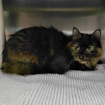 Jelly -  Domestic Short Hair Cat for Adoption in Philadelphia, Pennsylvania - Jelly | PetCurious