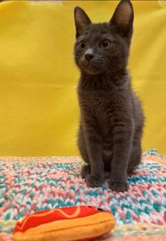 Joss -  Domestic Short Hair Cat for Adoption in Albuquerque, New Mexico - Joss | PetCurious
