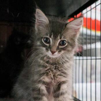 Battleship -  Domestic Medium Hair Cat for Adoption in Bradenton, Florida - Battleship | PetCurious