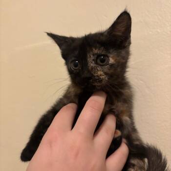 Tornado -  Domestic Short Hair Cat for Adoption in Kennebunk, Maine - Tornado | PetCurious
