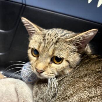 Mama Hazel -  Domestic Short Hair Cat for Adoption in Mt. Juliet, Tennessee - Mama Hazel | PetCurious