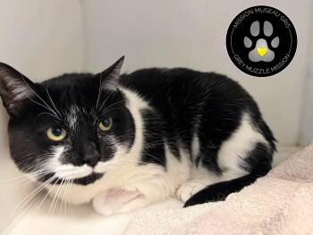 Zora -  Domestic Short Hair Cat for Adoption in Delson, Quebec - Zora | PetCurious