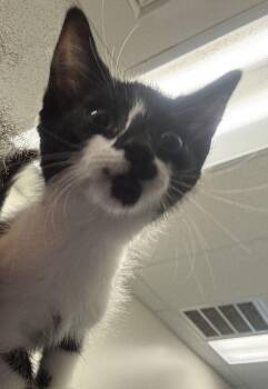 Alice -  Domestic Short Hair Cat for Adoption in Hilton Head Island, South Carolina - Alice | PetCurious