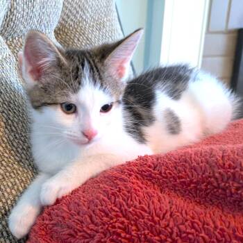 Rescue Bengal and Turkish Van Cats for Adoption in Oakwood, Georgia - WONDERFUL WOLF - BONDED TO HAM! | PetCurious