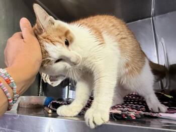 Oj -  Domestic Short Hair Cat for Adoption in New York, New York - Oj | PetCurious