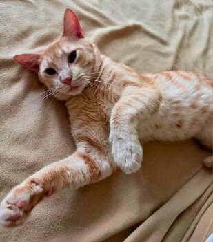 Thor -  Tabby Cat for Adoption in San Juan Capistrano, California - Thor | PetCurious