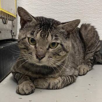 Domestic Short Hair and American Shorthair Cats Available for Adoption in Houston, Texas - Big E Smalls | PetCurious
