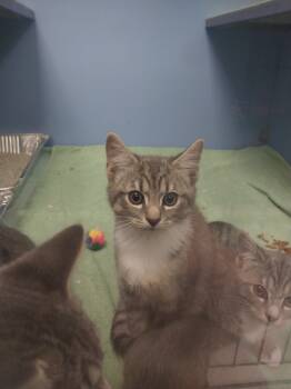 Rescue Domestic Short Hair Cats for Adoption in Oxford, North Carolina - Sawyer | PetCurious