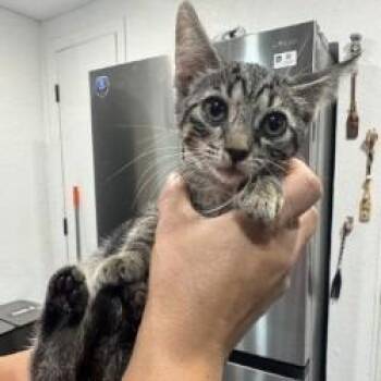 Isa -  Domestic Short Hair Cat for Adoption in West Palm Beach, Florida - Isa | PetCurious