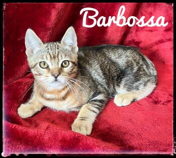 Domestic Short Hair and Bengal Cats Available for Adoption - Barbossa | PetCurious