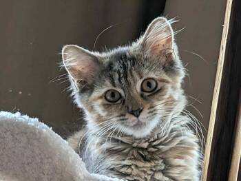 Rescue Domestic Long Hair Cats for Adoption in Jacksonville, Florida - Beatrice =^.^= | PetCurious