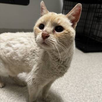 Rescue Domestic Short Hair Cats for Adoption - Petunia | PetCurious