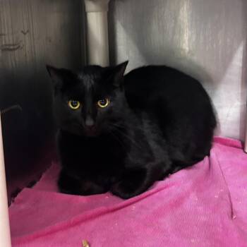Winston -  American Shorthair and Domestic Short Hair Cat for Adoption in Newark, New Jersey - Winston | PetCurious