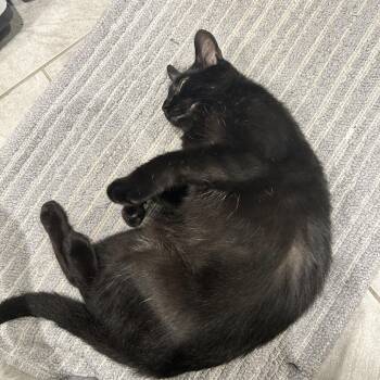 Cassandra -  Domestic Short Hair Cat for Adoption in Evanston, Illinois - Cassandra | PetCurious