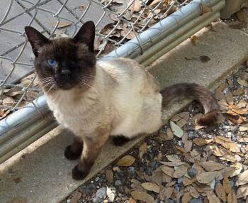 Siamese and Domestic Short Hair Cats Available for Adoption in Magnolia Springs, Alabama - Simon | PetCurious