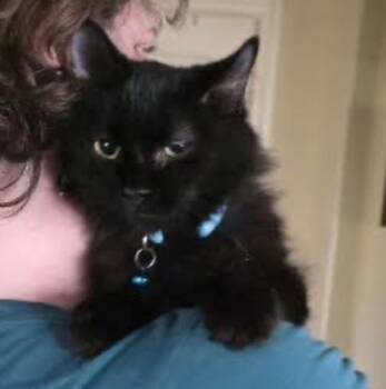 Donkey -  Domestic Long Hair Cat for Adoption in Cincinnati, Ohio - Donkey | PetCurious