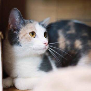 Peanut -  Domestic Short Hair Cat for Adoption in Atlanta, Georgia - Peanut | PetCurious