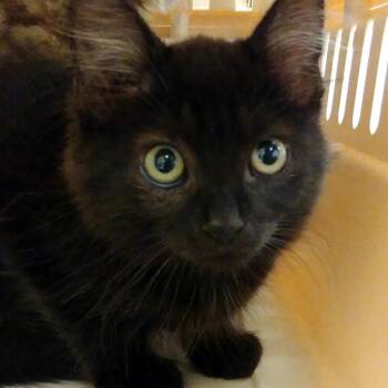 Sammi -  Domestic Long Hair Cat for Adoption in Lynchburg, Virginia - Sammi | PetCurious