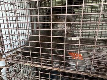 A657418 -  Domestic Short Hair Cat for Adoption in Houston, Texas - A657418 | PetCurious