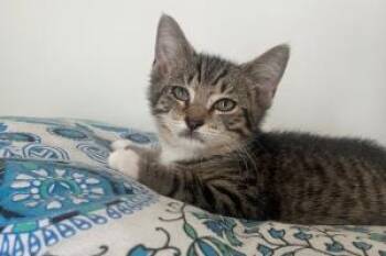 Robby -  Domestic Short Hair Cat for Adoption in Moncks Corner, South Carolina - Robby | PetCurious