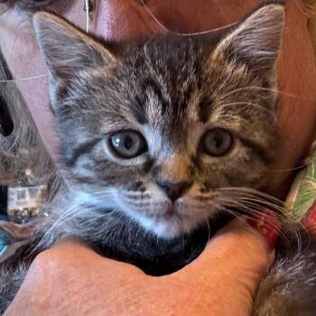 Rue -  Domestic Short Hair Cat for Adoption in Grantsville, Utah - Rue | PetCurious