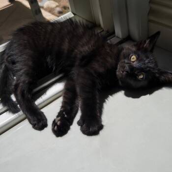 Ember -  Domestic Short Hair Cat for Adoption in Tustin, California - Ember | PetCurious