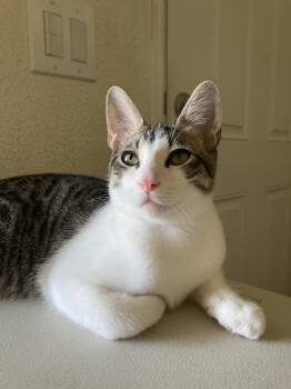 Moris -  Domestic Short Hair and Tabby Cat for Adoption in San Diego, California - Moris | PetCurious