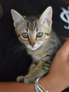 Ivy -  Domestic Medium Hair Cat for Adoption in Montgomery, Texas - Ivy | PetCurious
