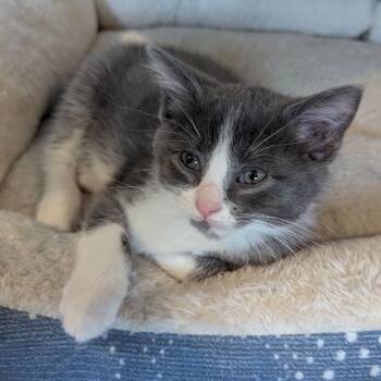 Domestic Short Hair Cats Available for Adoption in La Grange, Kentucky - Audrey | PetCurious