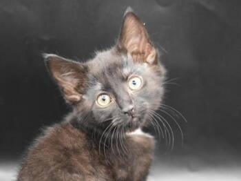 Sweet Potato -  Domestic Short Hair Cat for Adoption in Portland, Oregon - Sweet Potato | PetCurious