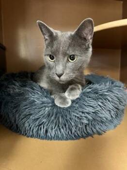 Domestic Short Hair Cats Available for Adoption in Seneca, South Carolina - Cash $50 | PetCurious