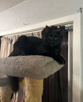 Starlite -  Domestic Medium Hair Cat Available for Adoption in Taycheedah, Wisconsin - Starlite | PetCurious