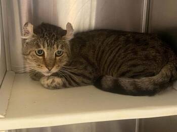 JOHN CURL -  American Curl and Domestic Short Hair Cat for Adoption in Tustin, California - JOHN CURL | PetCurious
