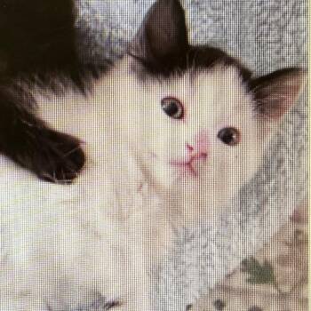 Flounder -  Domestic Medium Hair Cat for Adoption in Tampa, Florida - Flounder | PetCurious