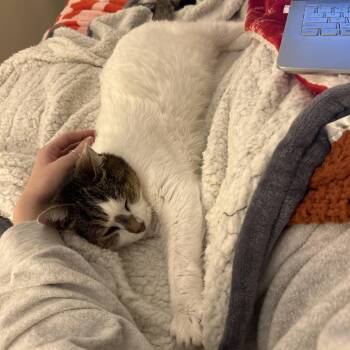 Domestic Short Hair Cats Available for Adoption in Roanoke, Virginia - Irene | PetCurious