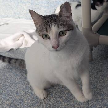 Calypso -  Domestic Short Hair Cat for Adoption in Stafford, Virginia - Calypso | PetCurious