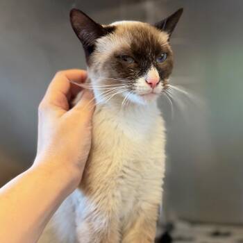 Avacado -  Siamese and Domestic Short Hair Cat for Adoption in Columbus, Ohio - Avacado | PetCurious