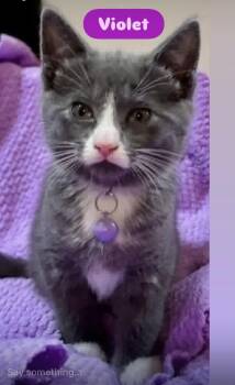 Domestic Short Hair Cats Available for Adoption - Ruby , Pawly, Tom Cat, Violet, Willow Kittens | PetCurious