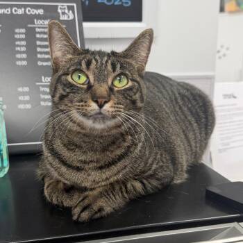Emmie (Holland Cat Cove) -  Domestic Short Hair Cat for Adoption in West Olive, Michigan - Emmie (Holland Cat Cove) | PetCurious